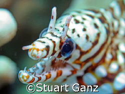 Dragon Moray, Taken in Kona Hawaii by Stuart Ganz 